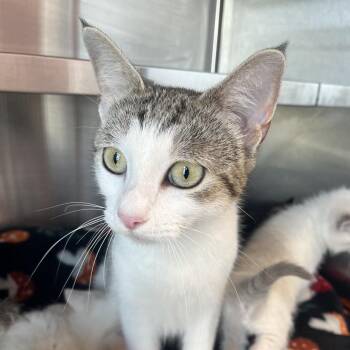 Duchess ( Whiskers) -  Domestic Short Hair Cat for Adoption in Madisonville, Tennessee - Duchess ( Whiskers) | PetCurious