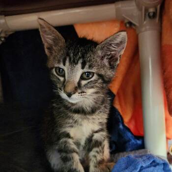 Fozzie Bear -  Domestic Short Hair Cat for Adoption in Walker, Michigan - Fozzie Bear | PetCurious