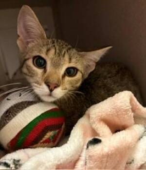 Lynx -  Domestic Short Hair Cat for Adoption in Mason City, Iowa - Lynx | PetCurious