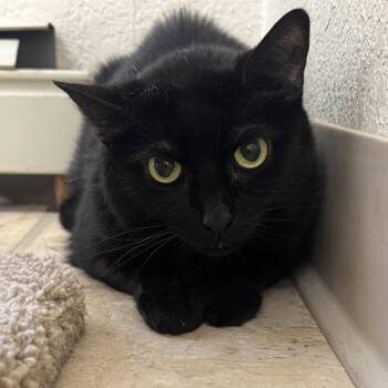 Coco -  Domestic Short Hair Cat for Adoption in Winchendon, Massachusetts - Coco | PetCurious