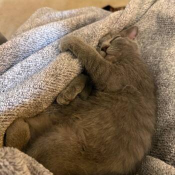 Sidney -  Domestic Short Hair Cat for Adoption in Green Bay, Wisconsin - Sidney | PetCurious