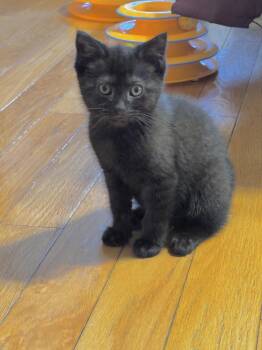 Tina & Frisbee -  Domestic Short Hair Cat for Adoption in Oak Bluffs, Massachusetts - Tina & Frisbee | PetCurious