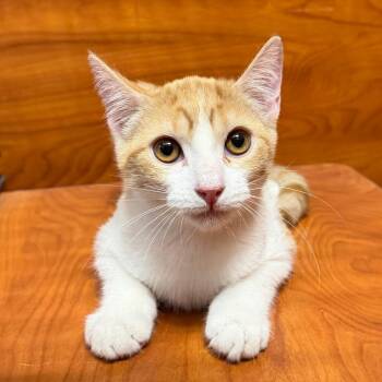 Harmony -  Domestic Short Hair Cat for Adoption in Midland, Texas - Harmony | PetCurious