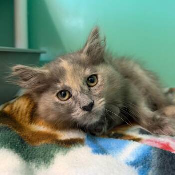 Squall -  Domestic Long Hair Cat for Adoption in Spanish Fork, Utah - Squall | PetCurious