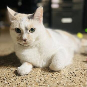 Marshmallow Smores -  Domestic Short Hair Cat for Adoption in Tempe, Arizona - Marshmallow Smores | PetCurious