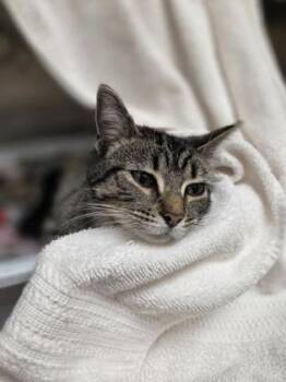 Domestic Short Hair Cats Available for Adoption in Westland, Michigan - Plum | PetCurious