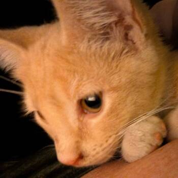Rescue Domestic Short Hair Cats for Adoption in Brea, California - Mickey | PetCurious