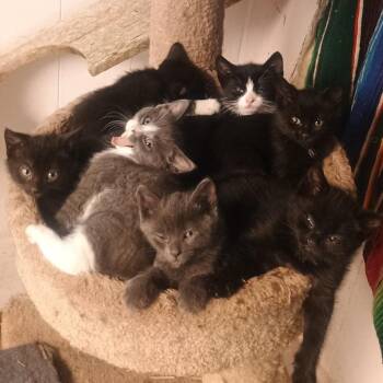 Domestic Short Hair Cats Available for Adoption in Chaska, Minnesota - Altamira | PetCurious