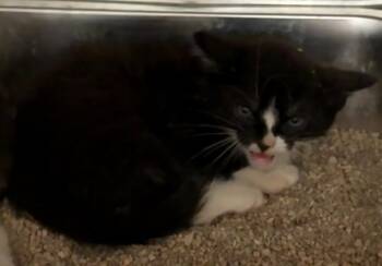 Habanero -  Domestic Short Hair Cat for Adoption in Lockhart, Texas - Habanero | PetCurious