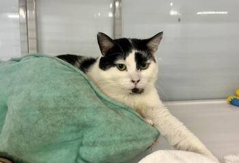 Domestic Short Hair Cats Available for Adoption in Raleigh, North Carolina - Ducklett | PetCurious