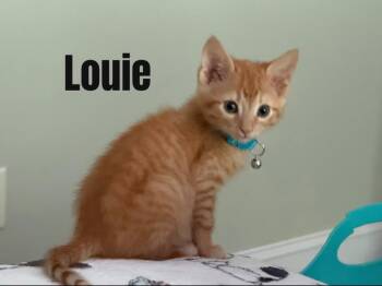 Louie -  Domestic Short Hair Cat for Adoption in Darien, Georgia - Louie | PetCurious