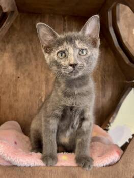 Stormi -  Domestic Medium Hair Cat for Adoption in Nashville, Tennessee - Stormi | PetCurious