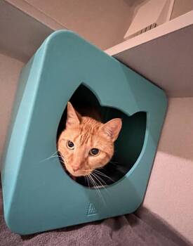 Jack -  Domestic Short Hair Cat for Adoption in Stratham, New Hampshire - Jack | PetCurious