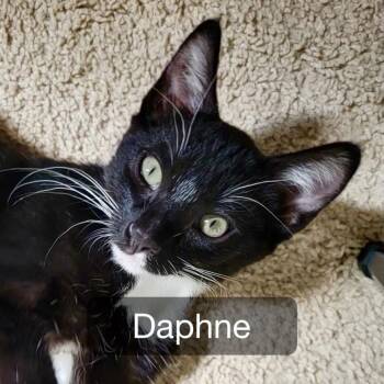 Daphne -  Domestic Short Hair Cat for Adoption in Sonora, California - Daphne | PetCurious