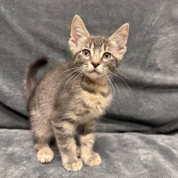 Sesame -  Domestic Short Hair Cat for Adoption in Brenham, Texas - Sesame | PetCurious