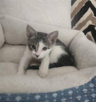 A432191 -  Domestic Short Hair Cat for Adoption in Conroe, Texas - A432191 | PetCurious