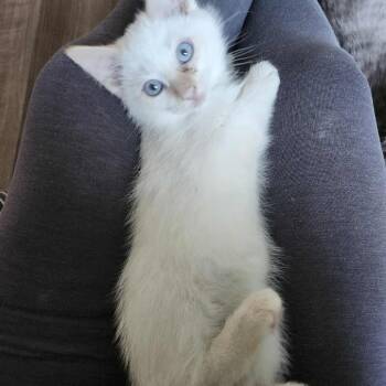 Rescue Siamese and Domestic Short Hair Cats for Adoption in Plainfield, Illinois - Albert | PetCurious