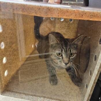 Domestic Short Hair Cats Available for Adoption in Philadelphia, Pennsylvania - Stripes | PetCurious