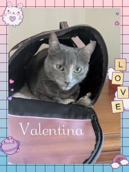 Domestic Short Hair Cats Available for Adoption - Valentina | PetCurious