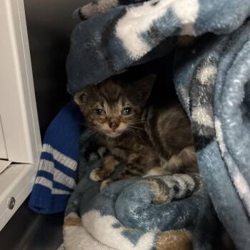 Suitcase -  Domestic Short Hair Cat for Adoption in Goleta, California - Suitcase | PetCurious