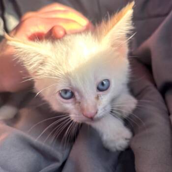 Walter -  Siamese Cat for Adoption in Muncie, Indiana - Walter | PetCurious