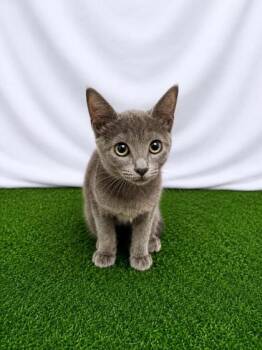 Polyphemus -  Domestic Short Hair Cat for Adoption in Covington, Louisiana - Polyphemus | PetCurious