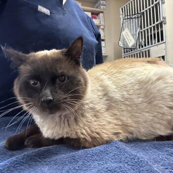 Agave -  Domestic Short Hair Cat for Adoption in Flagstaff, Arizona - Agave | PetCurious