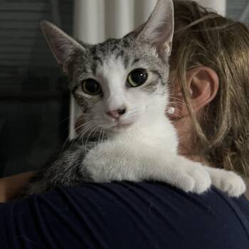 Sweetheart -  Domestic Short Hair Cat for Adoption in Parkland, Florida - Sweetheart | PetCurious