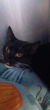 Pom -  Domestic Short Hair Cat for Adoption in Largo, Florida - Pom | PetCurious