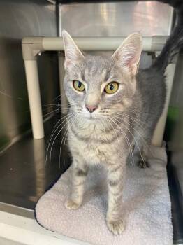 Bessy -  Domestic Short Hair Cat for Adoption in Hopkinsville, Kentucky - Bessy | PetCurious