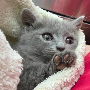 Kit-Kat -  Domestic Medium Hair Cat for Adoption in Chattanooga, Tennessee - Kit-Kat | PetCurious