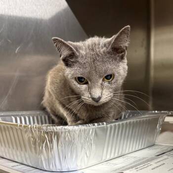 Domestic Short Hair Cats Available for Adoption in Duncan, Oklahoma - Alaston | PetCurious
