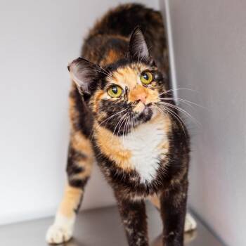 Domestic Short Hair Cats Available for Adoption in Hattiesburg, Mississippi - Bubbles | PetCurious