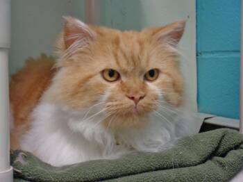 ASLAN -  Tiger Cat for Adoption in Delhi, New York - ASLAN | PetCurious