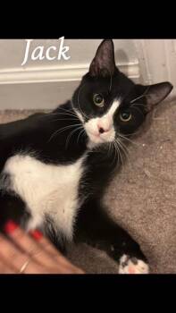 Rescue Domestic Short Hair Cats for Adoption in Bellmawr, New Jersey - Jack | PetCurious