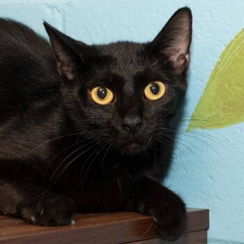 Rescue Domestic Short Hair Cats for Adoption in Troy, Ohio - Sienna | PetCurious