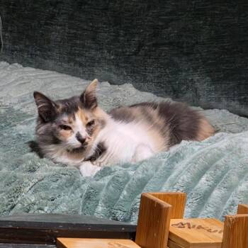 Millie Mae -  Manx and Domestic Long Hair Cat for Adoption in Fort Worth, Texas - Millie Mae | PetCurious