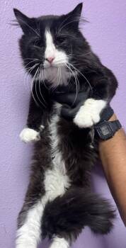 61524216 -  Domestic Medium Hair Cat for Adoption in El Paso, Texas - 61524216 | PetCurious