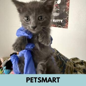 Rupert -  Domestic Short Hair Cat for Adoption in Lakewood, Colorado - Rupert | PetCurious