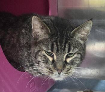 Domestic Short Hair Cats Available for Adoption in Billings, Montana - Watson | PetCurious