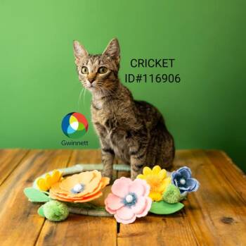 Domestic Short Hair Cats Available for Adoption in Lawrenceville, Georgia - Pen 14 Cricket | PetCurious