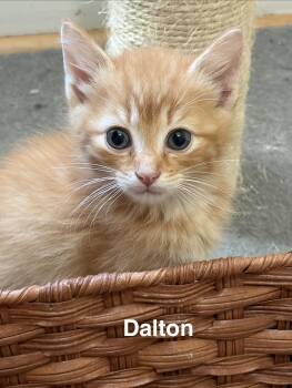 Dalton -  Domestic Short Hair Cat for Adoption in Kenhorst, Pennsylvania - Dalton | PetCurious