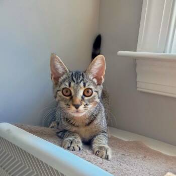 Hibiscus -  Domestic Short Hair Cat for Adoption in Apex, North Carolina - Hibiscus | PetCurious