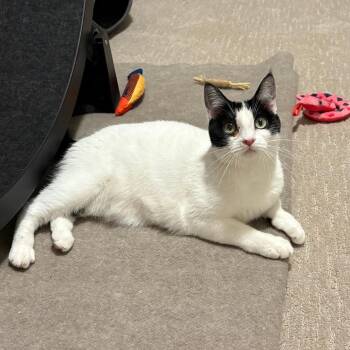 Rescue Domestic Short Hair Cats for Adoption in Morgan Hill, California - Cassolette | PetCurious