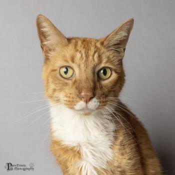 Champawat  (Cham-pa-wat) -  Domestic Short Hair Cat for Adoption in Maryville, Tennessee - Champawat  (Cham-pa-wat) | PetCurious