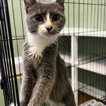 Wren -  Domestic Short Hair Cat for Adoption in Edmond, Oklahoma - Wren | PetCurious
