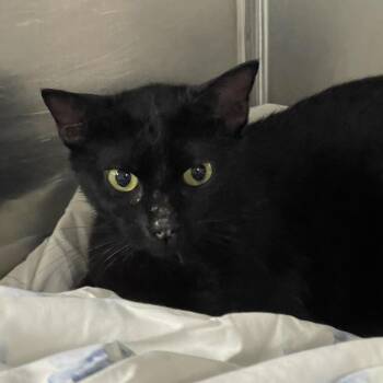 Circuit -  Domestic Short Hair Cat for Adoption in Tulsa, Oklahoma - Circuit | PetCurious