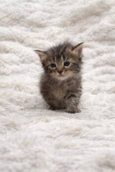 Kitkat -  Domestic Short Hair Cat for Adoption in Johnson City, Tennessee - Kitkat | PetCurious