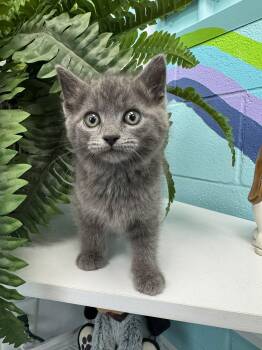 Rescue Domestic Short Hair Cats for Adoption in Leitchfield, Kentucky - Apex | PetCurious