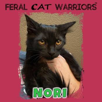 Nori -  Domestic Medium Hair Cat for Adoption in Kingman, Arizona - Nori | PetCurious